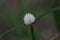 White Kyllinga brevifolia weeds