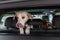 White lab mix dog looking out car hatchback in anticipation of getting out, second dog in back seat