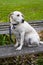 White lab mix rescue dog outside on a wood bench looking anxious