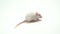 A white laboratory mouse albino as used in scientific experiments.