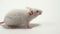 A white laboratory mouse albino as used in scientific experiments. Close up