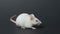 White laboratory mouse on black background closeup.