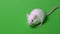 White laboratory mouse isolated on green background.