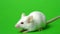 White laboratory mouse isolated on green background.