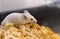 White laboratory mouse for medical tests