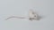 White laboratory mouse on a white background