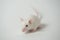 White laboratory mouse on a white background.