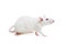 White laboratory rat on white