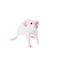 White laboratory rat on white