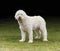 White Labradoodle