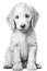 White Labradoodle puppy, 3 months old, sitting in front of white background