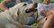 White labrador eating snack close up. Hungry dog getting food on sunny picnic