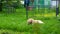 White labrador lies on the grass and nibbles stick