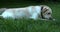 White labrador lying on the grass trying to get a toy 4K FS700 Odyssey 7Q