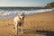 White Labrador playing in the beach