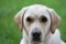 White labrador portrait nature