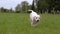 White Labrador puppy running in the Park