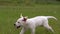 White Labrador puppy running in the Park