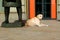 white Labrador resting tied to a bronze statue in front of a bank