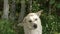 A white labrador retriever dog drinking some water FS700 Odyssey 7Q 4K