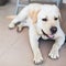 White Labrador Retriever lying on tiling floor