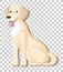 White Labrador Retriever in sitting position cartoon character isolated on transparent background