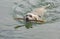 White labrador swimming water