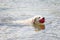 A white labrador swims in the water with a ball in his mouth. Care and love for pets