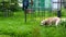 White Labrador is very happy, running on the grass.