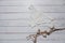 White lace underpants with cotton brunch on wooden background, closeup