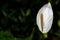 White Laceleaf, Anthurium, flower head mclose up macro on dark b