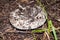 White lactarius in the forest