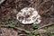 White lactarius in the forest