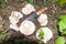 White lactarius in the forest