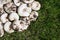 White Lactarius resimus mushroom genus Lactarius family Russulaceae. Mushrooms lie on the green grass
