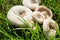 White Lactarius resimus mushroom genus Lactarius family Russulaceae. Mushrooms lie on the green grass