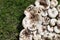 White Lactarius resimus mushroom genus Lactarius family Russulaceae. Mushrooms lie on the green grass. Collecting and harvesting