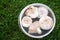 White Lactarius resimus mushroom genus Lactarius family Russulaceae. Mushrooms lie soaked in a bucket of water against a