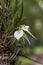 White Lady-of-the-Night Orchid Brassavola nodosa blooms