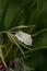 White Lady-of-the-Night Orchid Brassavola nodosa blooms