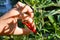 White lady plucks a red pepper from the plant. Spicy harvest