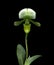 White Lady Slipper Orchid