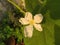 White Lagenaria flower
