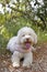 White Lagotto Romagnolo dog portrait macro background fine art in high quality prints products fifty megapixels