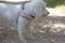 White Lagotto Romagnolo dog portrait macro background fine art in high quality prints products fifty megapixels