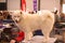 White Laika dog portrait