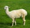 White lama