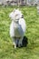 White lama grazing on the grass, farm