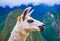 White lama head profile closeup in Peru