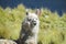 White lama portrait